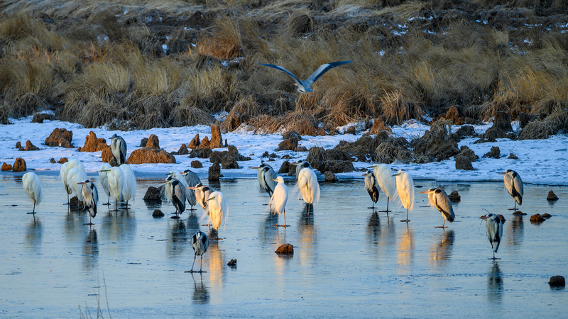 Fotografía de Aves de Celebridad Despierta Emoción por la Conservación