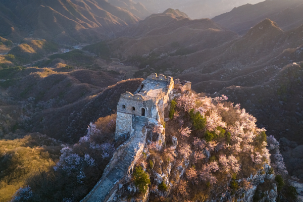 Las flores de albaricoque iluminan la sección Jiankou de la Gran Muralla Las flores de albaricoque iluminan la sección Jiankou de la Gran Muralla