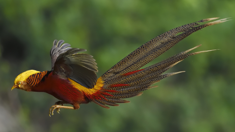 Armonía Verde: La Fauna Rara Prosperando en el Continente Chino