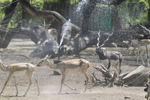 Delhi se sofoca: ola de calor récord antes del verano Delhi se sofoca: ola de calor récord antes del verano