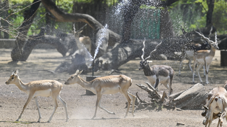 Delhi se sofoca: ola de calor récord antes del verano