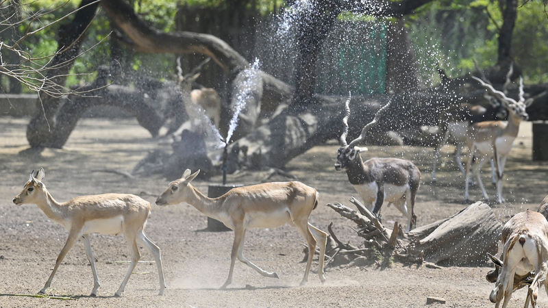 Delhi se sofoca: ola de calor récord antes del verano