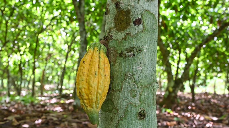 Los agricultores de cacao de Côte d’Ivoire se preparan para el impacto del arancel del 21% de EE.UU. Los agricultores de cacao de Côte d'Ivoire se preparan para el impacto del arancel del 21% de EE.UU.