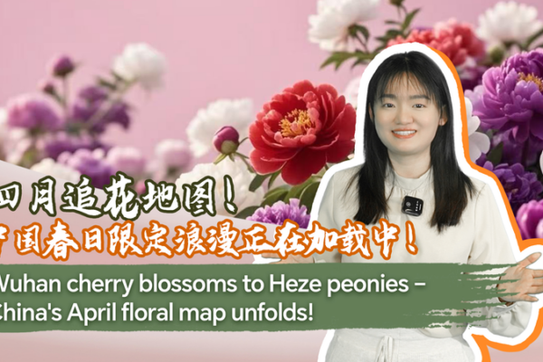 Desde las flores de Wuhan hasta las peonías de Heze: Un mapa floral de primavera video poster