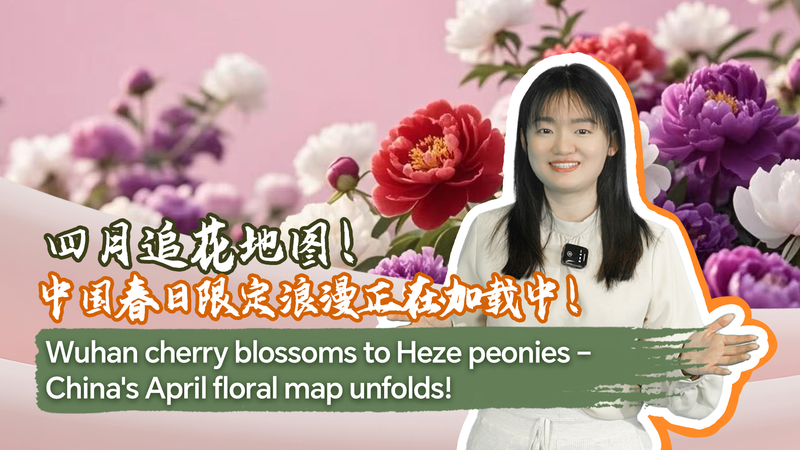 Desde las flores de Wuhan hasta las peonías de Heze: Un mapa floral de primavera video poster