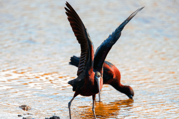 Ibis_lustrosos_raros_iluminan_los_humedales_de_Qingdao