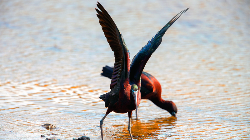 Ibis_lustrosos_raros_iluminan_los_humedales_de_Qingdao