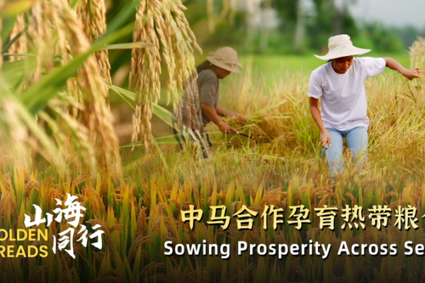 Hilos Dorados: Tecnología Inteligente de Arroz Incrementa Rendimientos en Malasia video poster