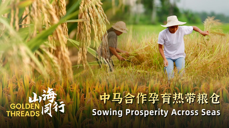 Hilos Dorados: Tecnología Inteligente de Arroz Incrementa Rendimientos en Malasia video poster
