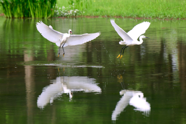 Las garzas vuelan sobre el humedal de Dianxi: Renovación ecológica de Yunnan