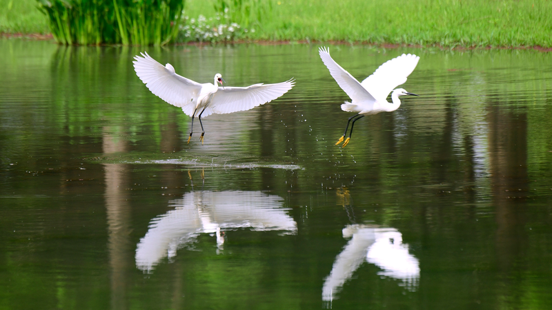 Las garzas vuelan sobre el humedal de Dianxi: Renovación ecológica de Yunnan