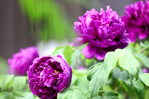 Foro Peonía 2025: La diplomacia cultural florece en Heze video poster