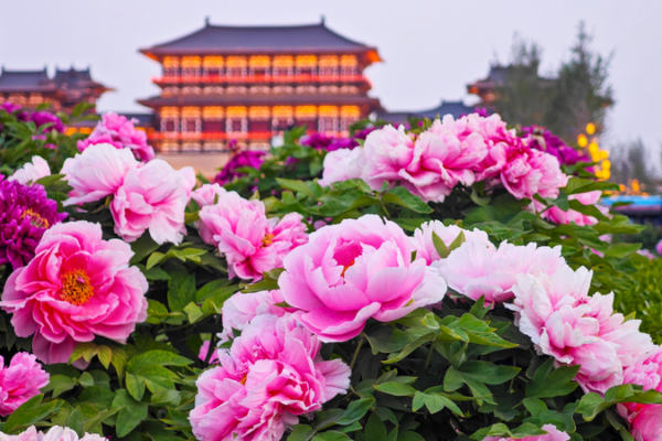 Magia de las Peonías en Luoyang: 1,500 Años de Belleza en Flor