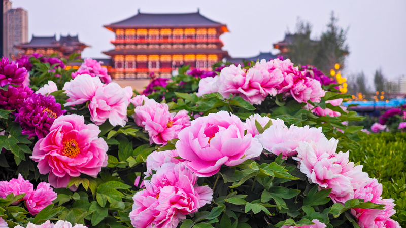 Magia de las Peonías en Luoyang: 1,500 Años de Belleza en Flor