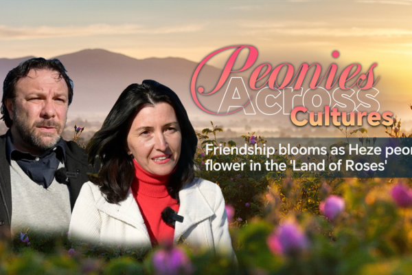 Las peonĂas de Heze florecen en SofĂa: Un homenaje floral a la amistad Las peonĂas de Heze florecen en SofĂa: Un homenaje floral a la amistad video poster