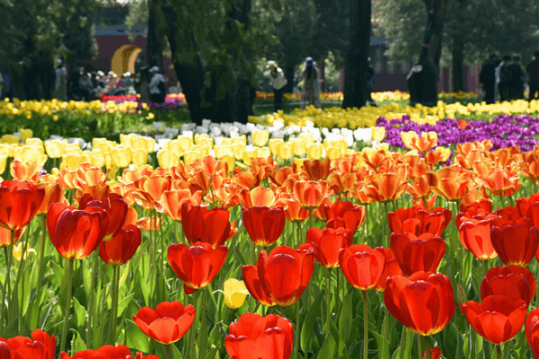 La Magia de los Tulipanes Ilumina el Festival de Primavera en Beijing La_Magia_de_los_Tulipanes_Ilumina_el_Festival_de_Primavera_en_Beijing