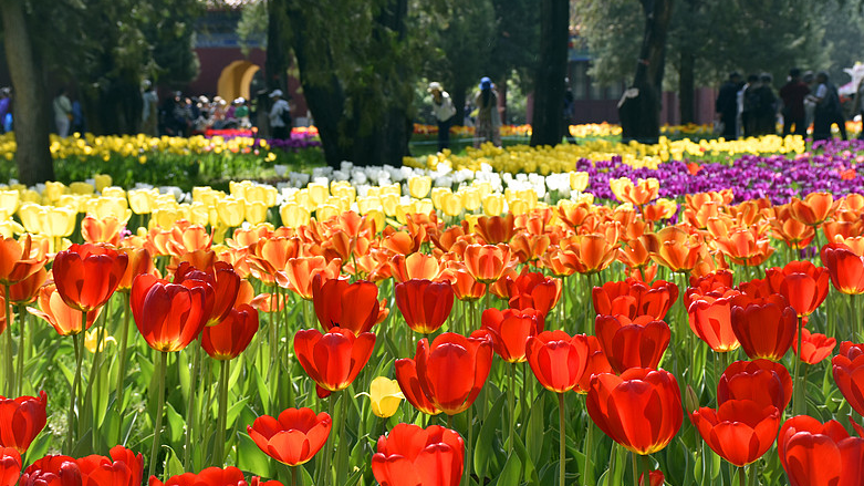 La_Magia_de_los_Tulipanes_Ilumina_el_Festival_de_Primavera_en_Beijing