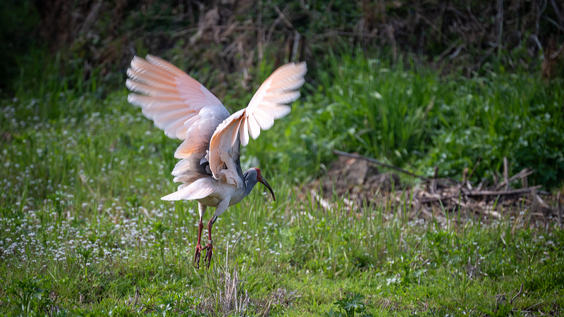 La grulla crestada prospera: la joya de la naturaleza brilla en China La_grulla_crestada_prospera__la_joya_de_la_naturaleza_brilla_en_China video poster