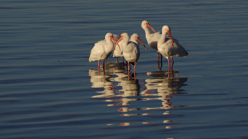 La_ibis_crestada_florece__el__tesoro_oriental__de_China_regresa video poster