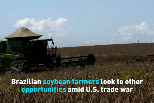 Los_agricultores_de_soja_encuentran_nuevas_oportunidades_en_medio_de_la_guerra_comercial_de_EE__UU_ video poster