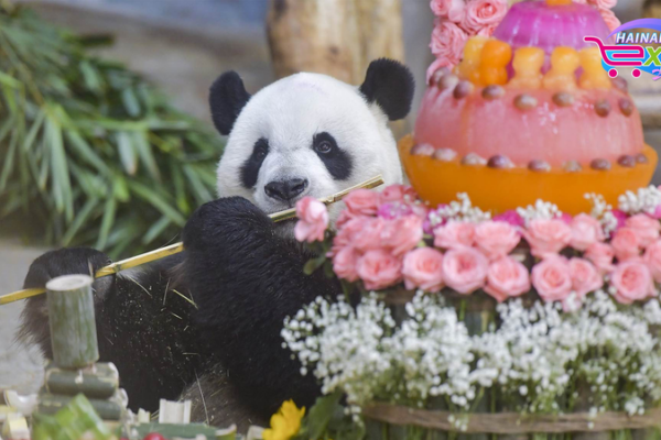 Los hermanos panda iluminan el parque de fauna silvestre de Hainan Los_hermanos_panda_iluminan_el_parque_de_fauna_silvestre_de_Hainan video poster