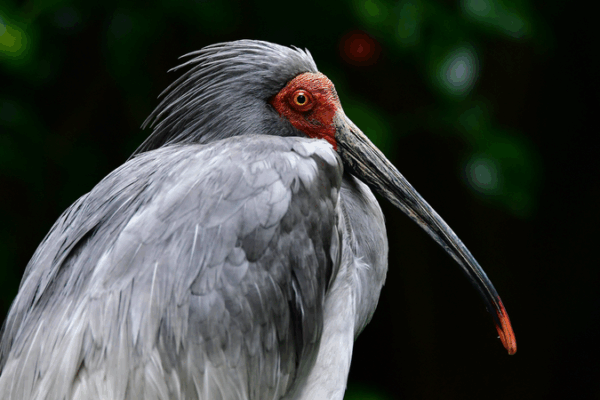 Los_ibis_crestados_silvestres_prosperan_en_Hunan__Un_hito_natural