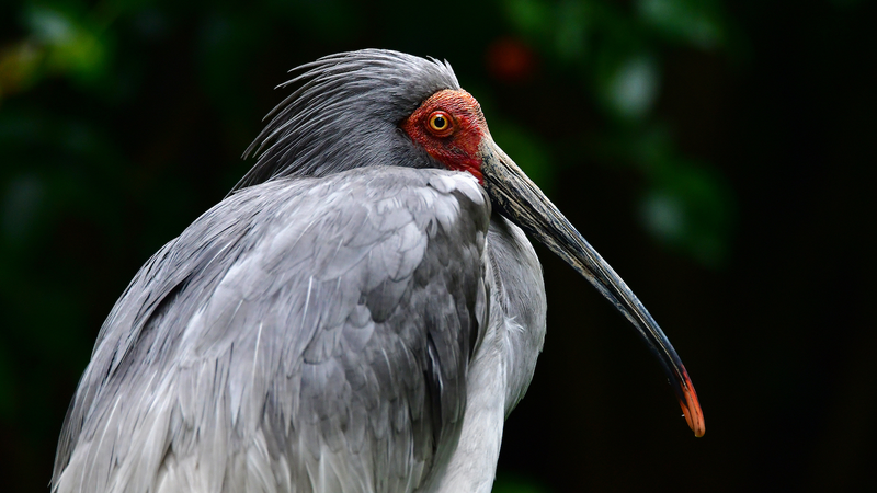 Los_ibis_crestados_silvestres_prosperan_en_Hunan__Un_hito_natural