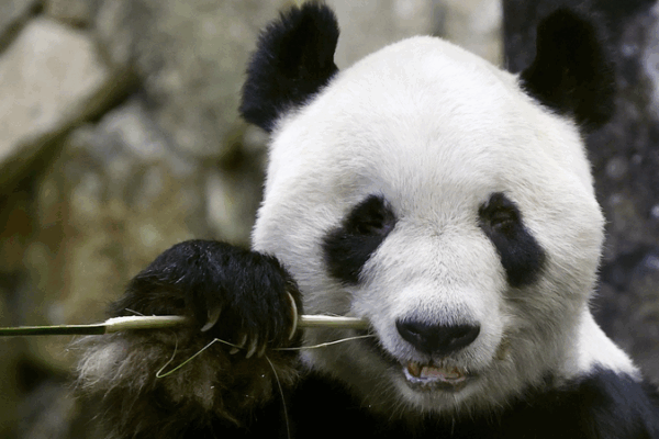 Los pandas gigantes regresan a China desde el parque Wakayama en junio Los_pandas_gigantes_regresan_a_China_desde_el_parque_Wakayama_en_junio