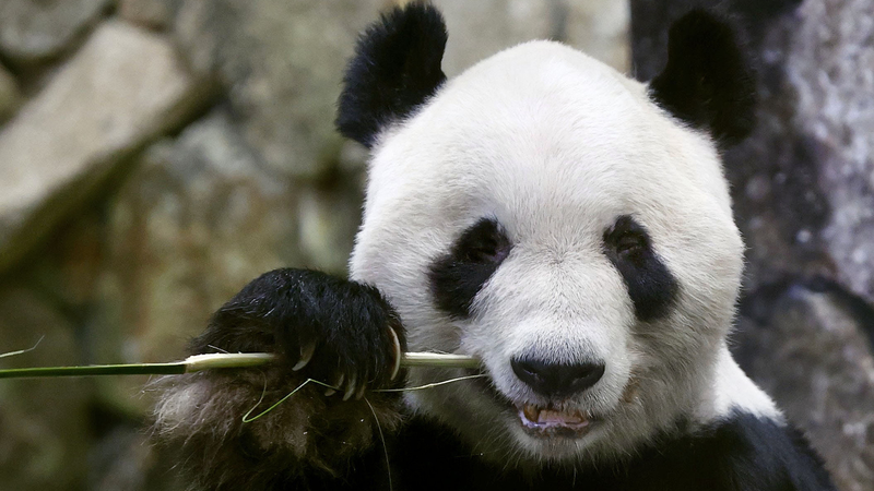 Los_pandas_gigantes_regresan_a_China_desde_el_parque_Wakayama_en_junio