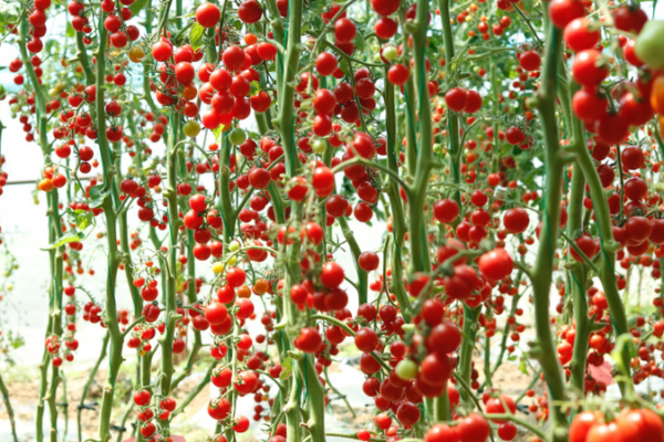 Los tomates vencen el calor: Nuevo descubrimiento asegura rendimientos estables Los_tomates_vencen_el_calor__Nuevo_descubrimiento_asegura_rendimientos_estables