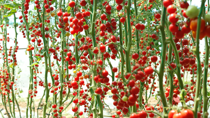 Los_tomates_vencen_el_calor__Nuevo_descubrimiento_asegura_rendimientos_estables