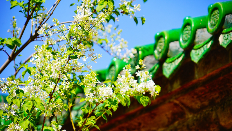 Qingming digital: tributos tecnológicos y ecológicos en la China continental