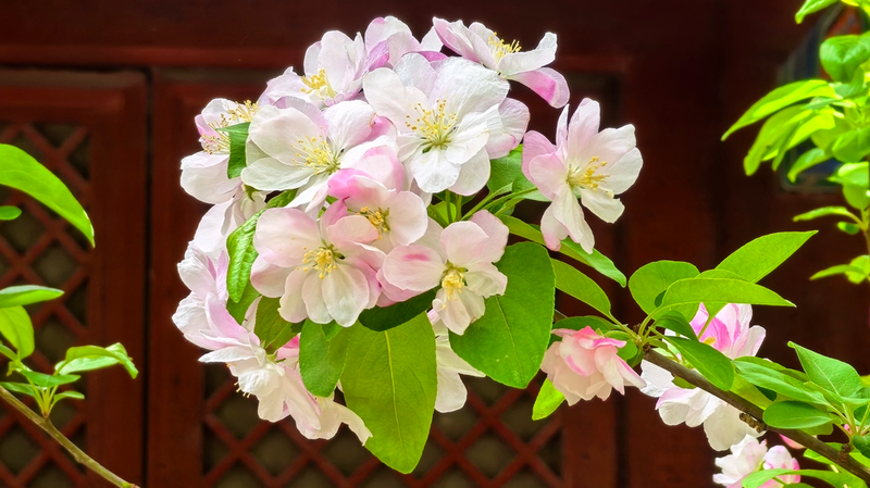 Magia_de_primavera__Las_flores_de_manzano_silvestre_iluminan_el_Templo_Fayuan