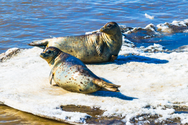 Triunfo de Conservación: Las focas moteadas prosperan en los humedales de China Triunfo de Conservación: Las focas moteadas prosperan en los humedales de China