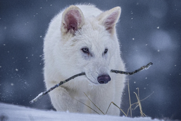 Lobos diseñados se asemejan a los lobos terribles extintos Lobos diseñados se asemejan a los lobos terribles extintos