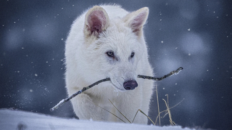 Lobos diseñados se asemejan a los lobos terribles extintos
