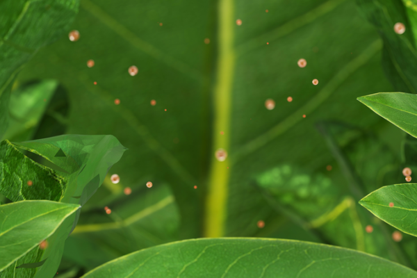 Las hojas de las plantas absorben microplásticos: nuevo estudio revela amenaza oculta Las hojas de las plantas absorben microplásticos: nuevo estudio revela amenaza oculta