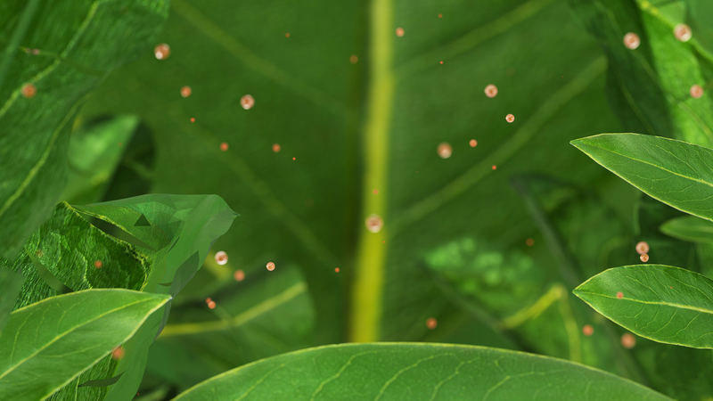 Las hojas de las plantas absorben microplásticos: nuevo estudio revela amenaza oculta
