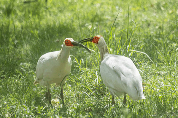 Renacimiento del ibis crestado: la joya oriental despliega sus alas Renacimiento_del_ibis_crestado__la_joya_oriental_despliega_sus_alas video poster