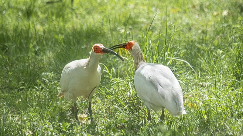 Renacimiento_del_ibis_crestado__la_joya_oriental_despliega_sus_alas video poster