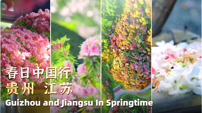 Rododendros_en_Flor__Picos_Ardientes_de_Guizhou_vs_Encanto_Tranquilo_de_Suzhou video poster