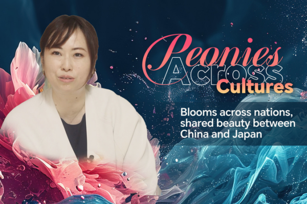Las peonías florecen a través de las fronteras: un vínculo floral entre China y Japón video poster
