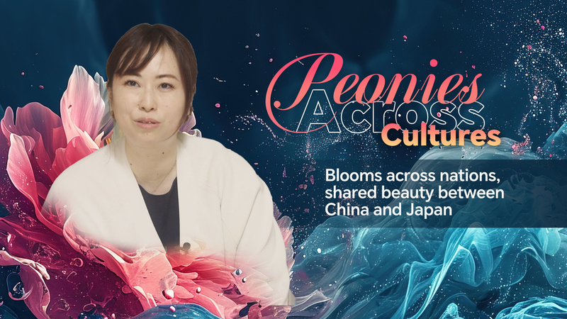 Las peonías florecen a través de las fronteras: un vínculo floral entre China y Japón video poster