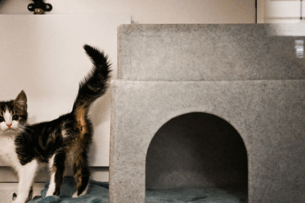 Británicos desconsolados abandonan mascotas en medio de los costos de vida en aumento Británicos desconsolados abandonan mascotas en medio de los costos de vida en aumento