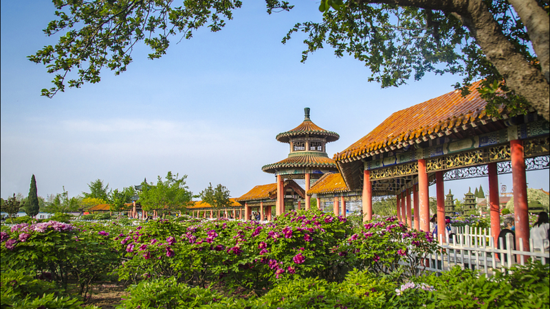 Festival de Peonías de Heze 2025: Un Viaje Floral video poster