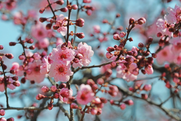 Tangdaowan Binhai Park en Flor: Un Oasis en el Mar en Qingdao Tangdaowan_Binhai_Park_en_Flor__Un_Oasis_en_el_Mar_en_Qingdao