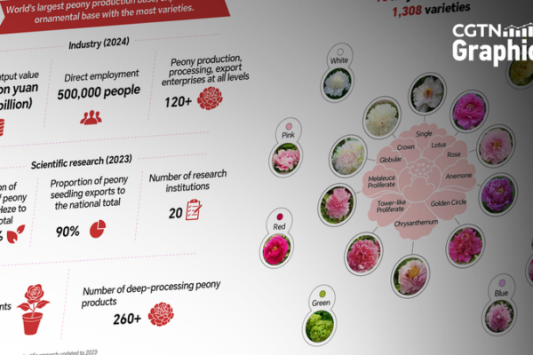 El poder del peonía florece: cultura, turismo y negocios prosperan