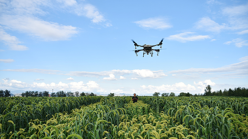 Revolución de Drones: El Continente Chino Transforma la Agricultura
