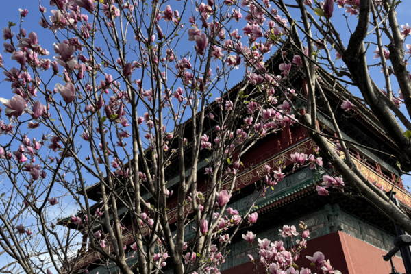 Las flores de primavera de Pekín: Celebra el Festival Qingming Las flores de primavera de Pekín: Celebra el Festival Qingming video poster