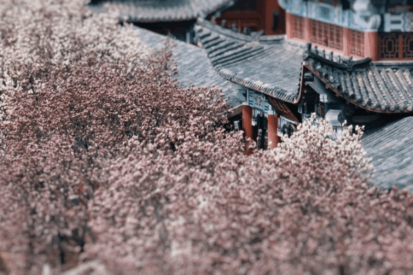 Qinhuangdao en Flor: Perales y Magnolias se Roban el Espectáculo Qinhuangdao en Flor: Perales y Magnolias se Roban el Espectáculo video poster